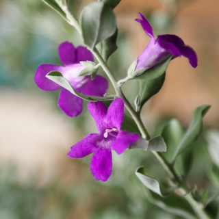 TUYẾT SƠN PHI HỒ