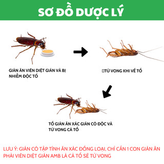 Thuốc diệt gián sinh học AMB, Viện Hàn lâm khoa học Việt Nam, diệt tận gốc tất cả các loại gián, hiệu quả, an toàn.