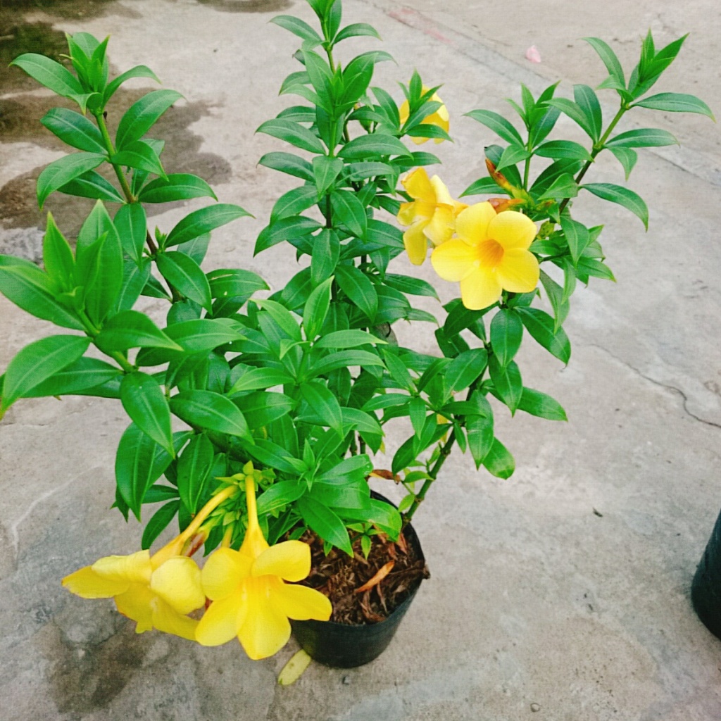 Cây Huỳnh Anh - Cây cảnh sân vườn