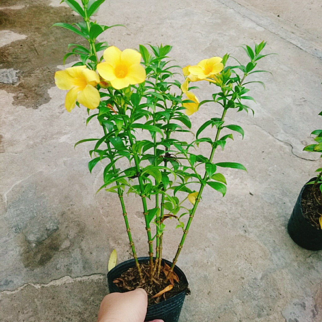 Cây Huỳnh Anh - Cây cảnh sân vườn
