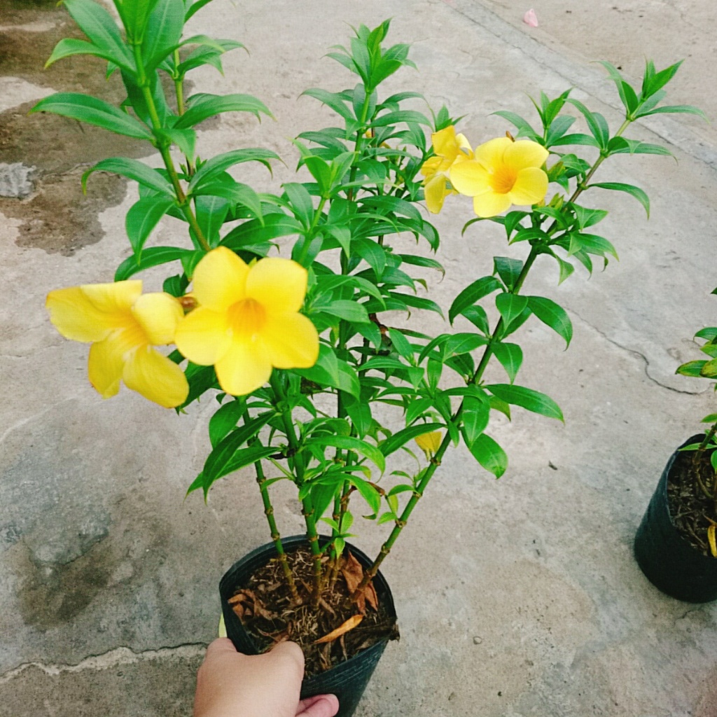 Cây Huỳnh Anh - Cây cảnh sân vườn