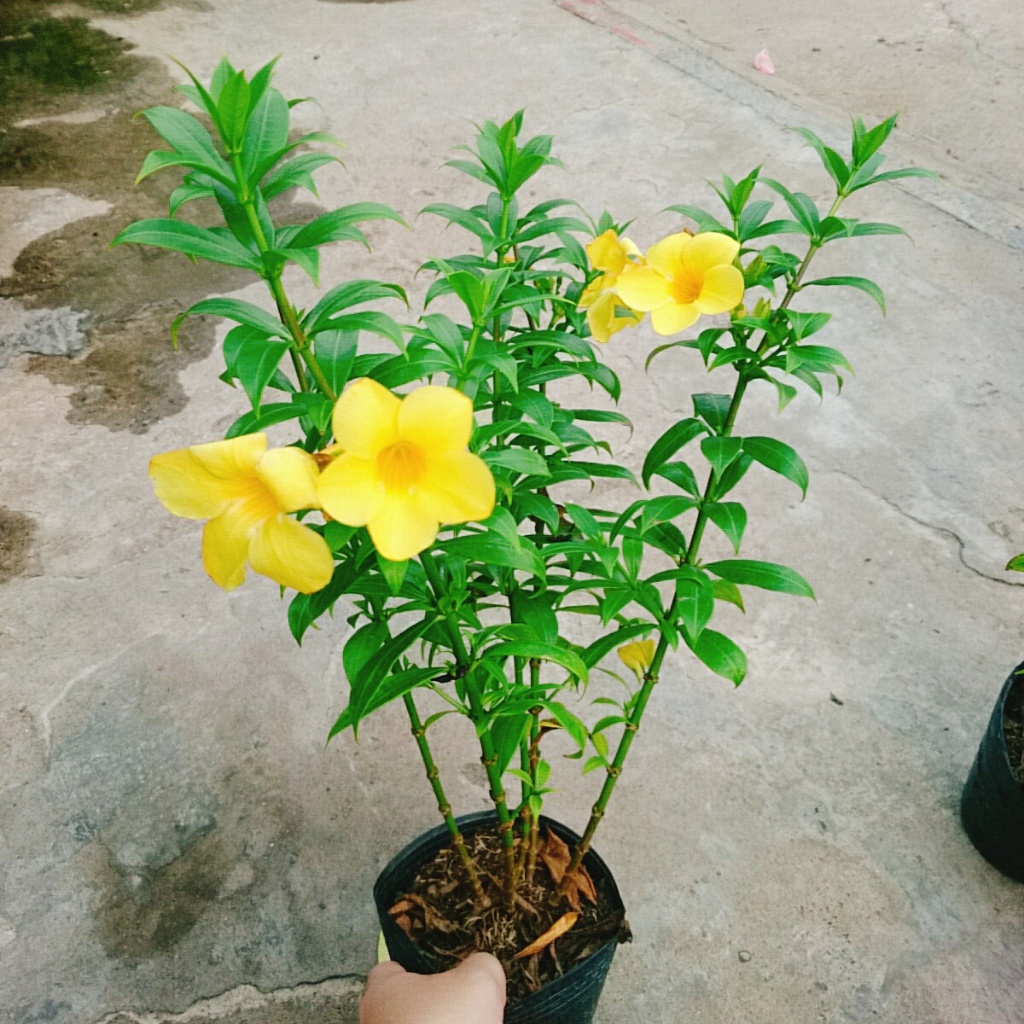 Cây Huỳnh Anh - Cây cảnh sân vườn
