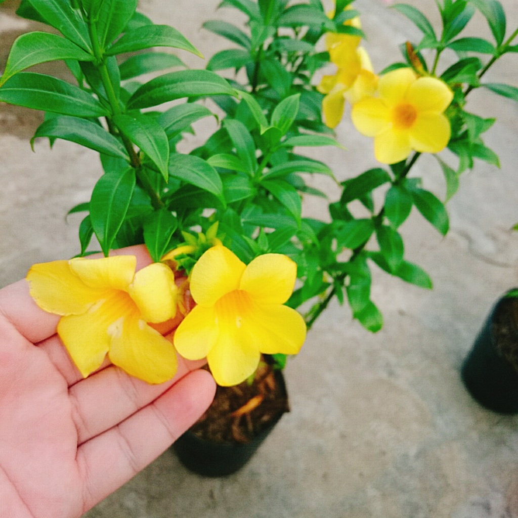 Cây Huỳnh Anh - Cây cảnh sân vườn
