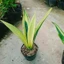 Cây Lưỡi Hổ Hoàng Kim - cây cảnh để bàn
