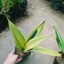 Cây Lưỡi Hổ Hoàng Kim - cây cảnh để bàn