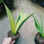 Cây Lưỡi Hổ Hoàng Kim - cây cảnh để bàn