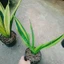 Cây Lưỡi Hổ Hoàng Kim - cây cảnh để bàn