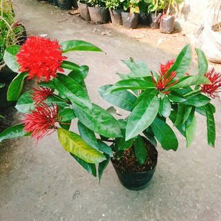 Mẫu Đơn Mỹ Đỏ - cây bông trang mỹ