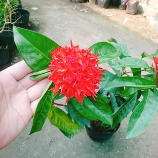 Mẫu Đơn Mỹ Đỏ - cây bông trang mỹ