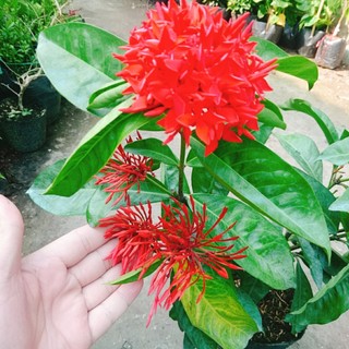Mẫu Đơn Mỹ Đỏ - cây bông trang mỹ