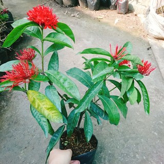 Mẫu Đơn Mỹ Đỏ - cây bông trang mỹ