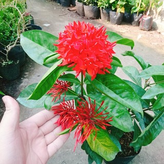Mẫu Đơn Mỹ Đỏ - cây bông trang mỹ