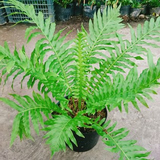 Dương Xỉ Khổng Tước - Cây cảnh mini để bàn