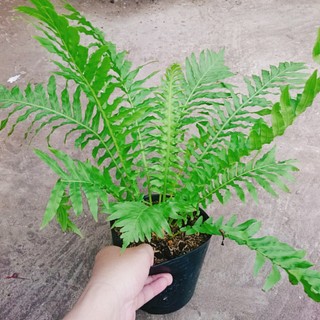 Dương Xỉ Khổng Tước - Cây cảnh mini để bàn