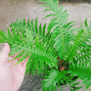 Dương Xỉ Khổng Tước - Cây cảnh mini để bàn