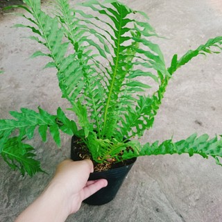 Dương Xỉ Khổng Tước - Cây cảnh mini để bàn