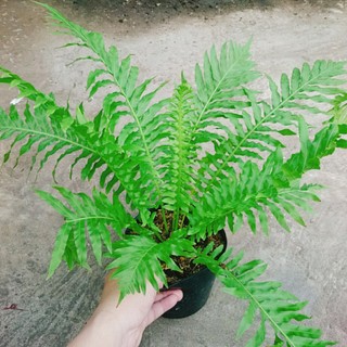 Dương Xỉ Khổng Tước - Cây cảnh mini để bàn