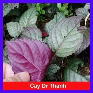 Cây Dr Thanh ( cây bán tự cảnh ) cây dược liệu ướp trà tốt cho sức khỏe và làm cây cảnh trang trí