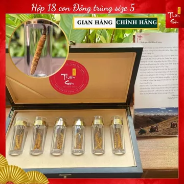 18 con Đông Trùng Hạ Thảo Tây Tạng, Đông trùng hạ thảo khô nguyên con cao cấp loại size 5 con