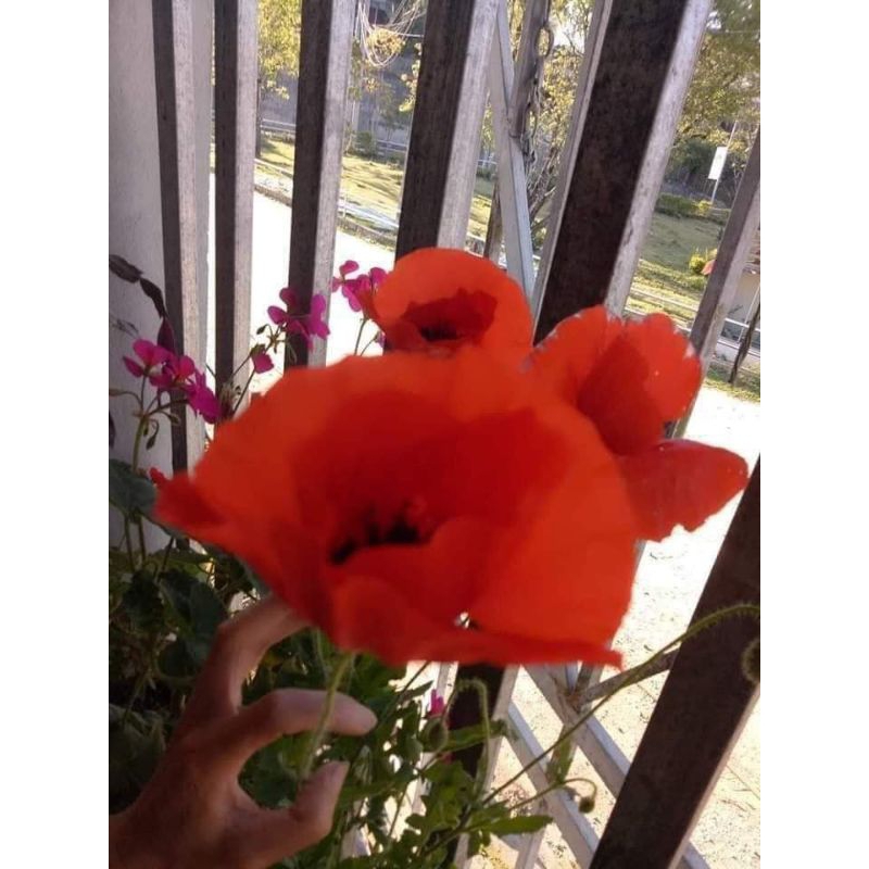 1000 hạt giống hoa poppy 🌈 ( hoa kim anh) cực xinh