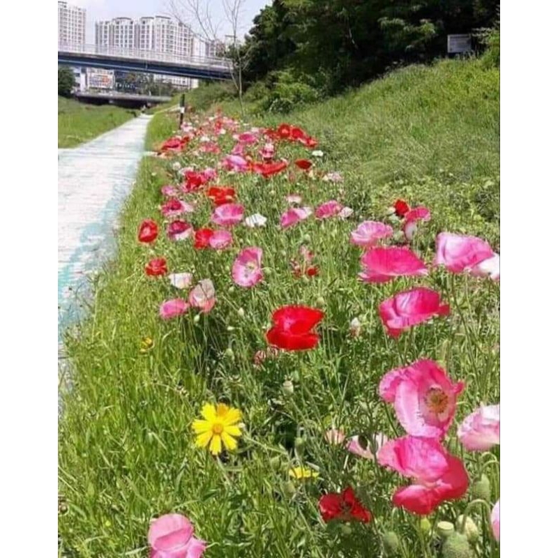 1000 hạt giống hoa poppy 🌈 ( hoa kim anh) cực xinh