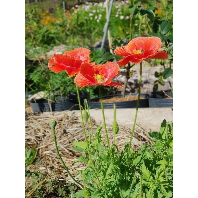 1000 hạt giống hoa poppy 🌈 ( hoa kim anh) cực xinh