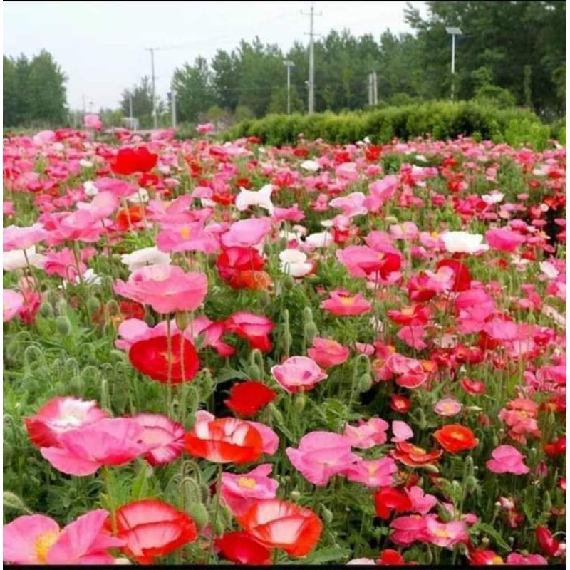 1000 hạt giống hoa poppy 🌈 ( hoa kim anh) cực xinh