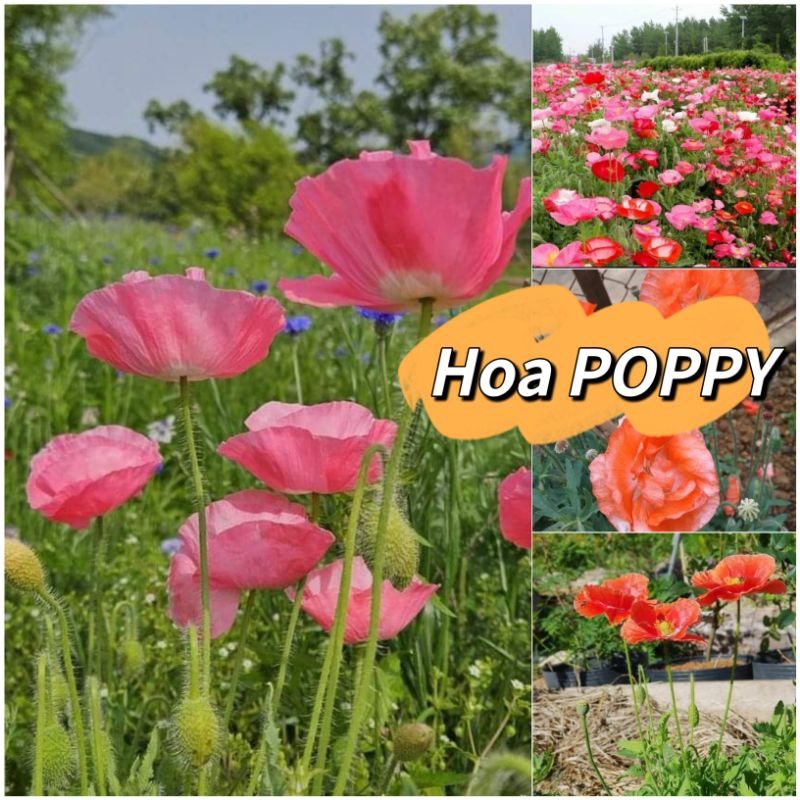 1000 hạt giống hoa poppy 🌈 ( hoa kim anh) cực xinh