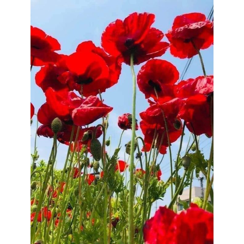 1000 hạt giống hoa poppy 🌈 ( hoa kim anh) cực xinh