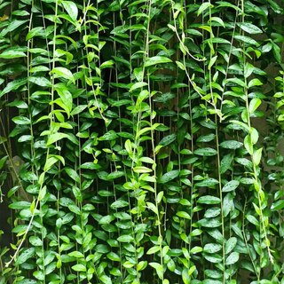 Nhà Thương Cây - CÚC TẦN ẤN ĐỘ