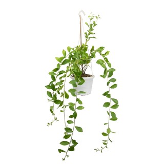 Nhà Thương Cây - CÚC TẦN ẤN ĐỘ