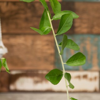 Nhà Thương Cây - CÚC TẦN ẤN ĐỘ