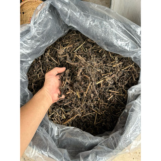 Combo 5kg nhân trần [ sấy khô sạch ] LOẠI 1