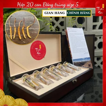 20 con Đông trùng Hạ thảo Tây Tạng size 5, Hộp quà tặng Đông trùng Hạ thảo cao cấp