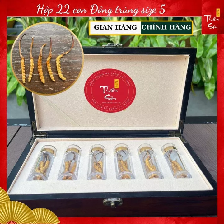 22 con Đông trùng Hạ thảo Tây Tạng size 5, Hộp quà tặng Đông trùng Hạ thảo cao cấp