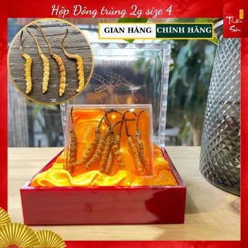 Đông Trùng Hạ Thảo Tây Tạng, đông trùng khô nguyên con loại hộp 2g size 4