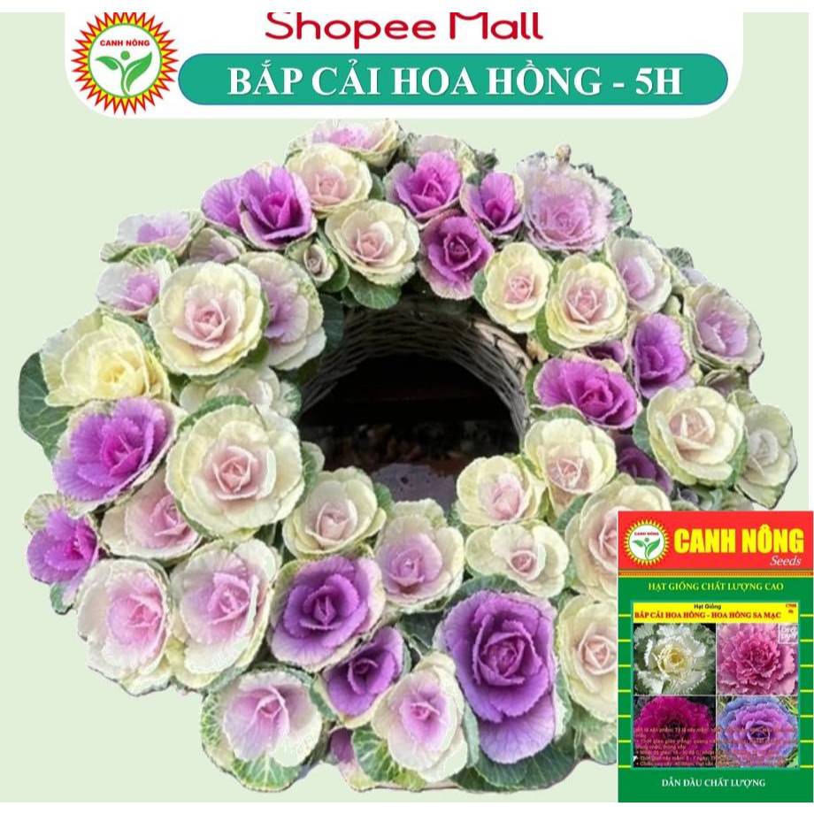 Hạt giống Hoa Bắp Cải Nhiều Màu - Hoa Hồng Sa Mạc (8-10 hạt) nhiều màu, ăn được, dễ chăm sóc - Hạt giống CANH NÔNG