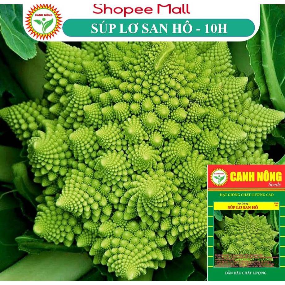 Hạt giống Súp Lơ San Hô nảy mầm tốt, dễ chăm sóc, trồng quanh năm - Hạt giống CANH NÔNG
