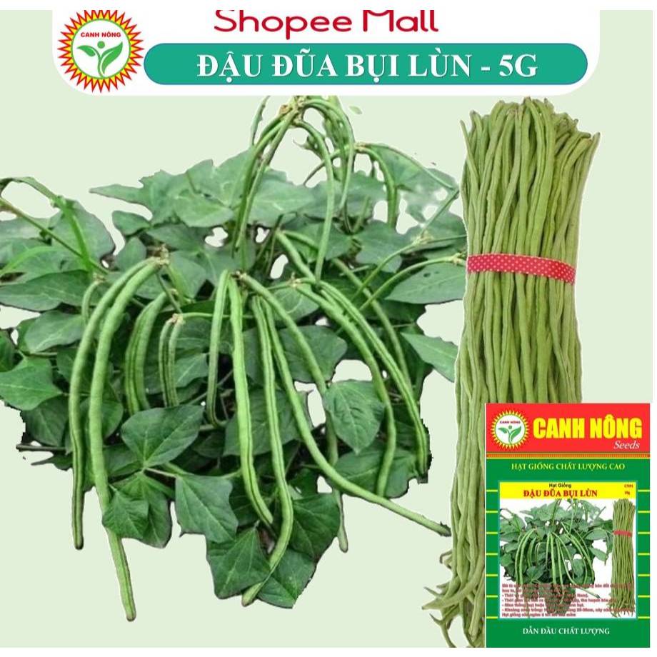 Hạt giống, cây mầm giống  Đậu Đũa Ngọt Lùn (10g) trồng quanh năm, nảy mầm tốt, sinh trưởng khỏe - Hạt giống CANH NÔNG