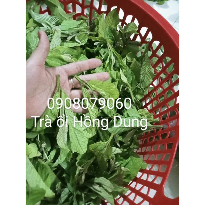 200 túi lọc trà ổi (5 gamx 200túi ), ổn định đường huyết, giảm m..ỡ