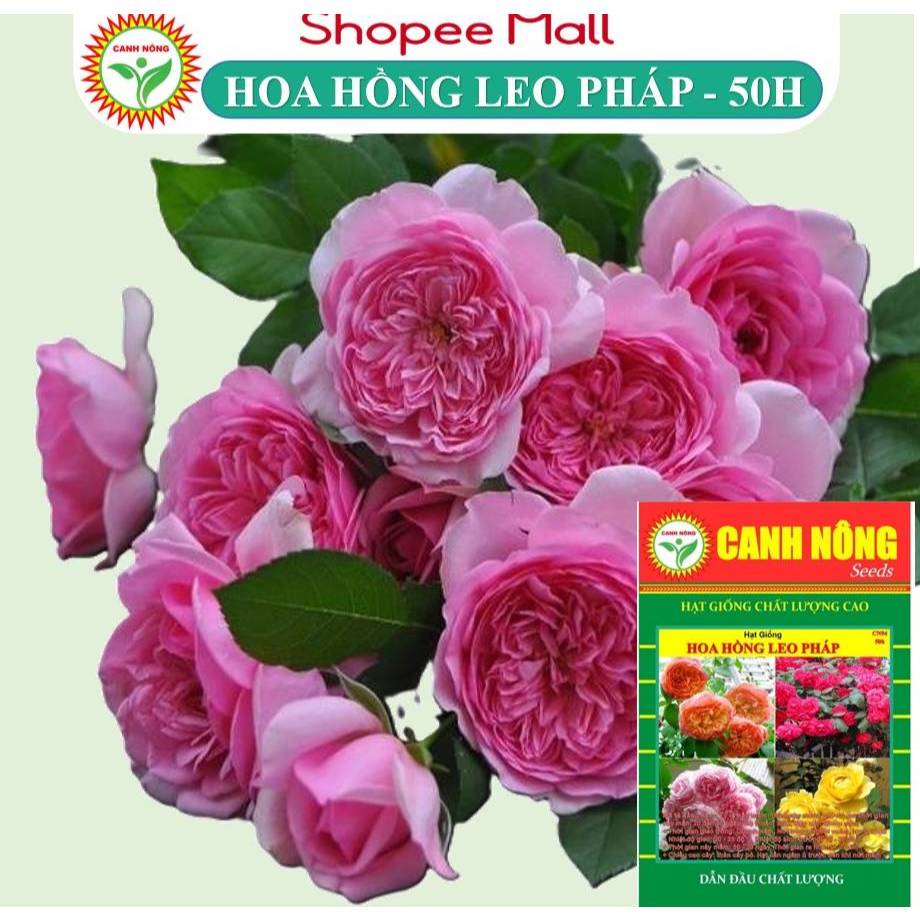 Hạt giống Hoa Hồng Leo Nhiều Màu (50 hạt) HOA KHÓ TRỒNG, cây ra hoa sau 2-3 năm - Hạt giống CANH NÔNG
