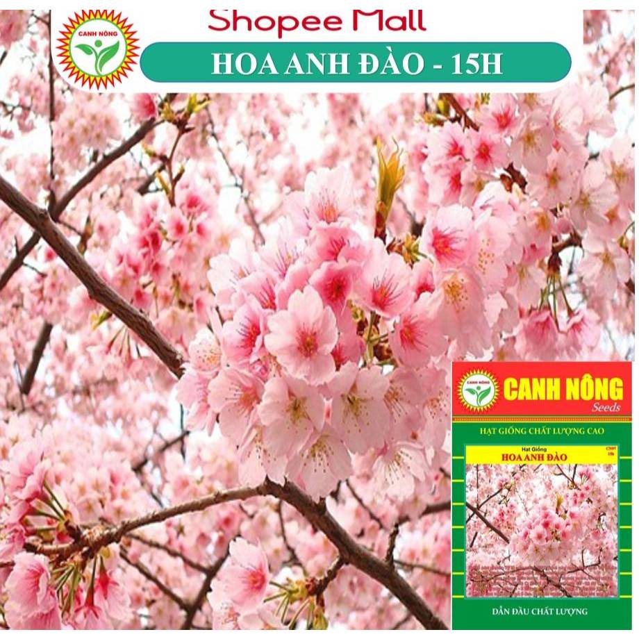 Hạt giống Hoa ANH ĐÀO - Hoa nở to - Hạt giống CANH NÔNG