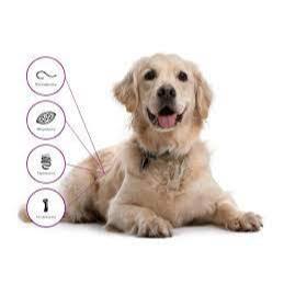Dronta for dog (sản phẩm hỗ trợ tiêu hóa cho chó )