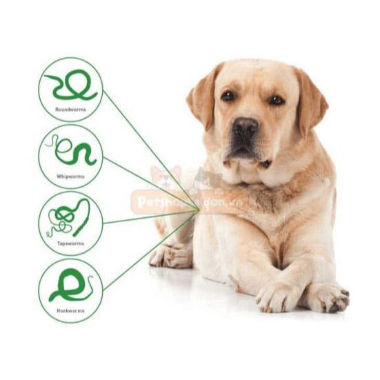 Dronta for dog (sản phẩm hỗ trợ tiêu hóa cho chó )