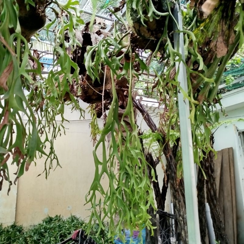 Cây Ổ Rồng ( hàng đẹp) dài 1m đến 1.5m | Shopee Việt Nam