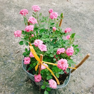 Cây Hoa Hồng Tỉ Muội Hồng - cây cảnh để bàn