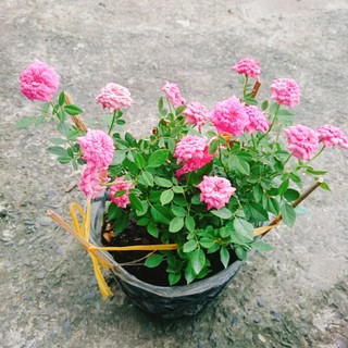 Cây Hoa Hồng Tỉ Muội Hồng - cây cảnh để bàn