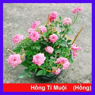 Cây Hoa Hồng Tỉ Muội Hồng - cây cảnh để bàn