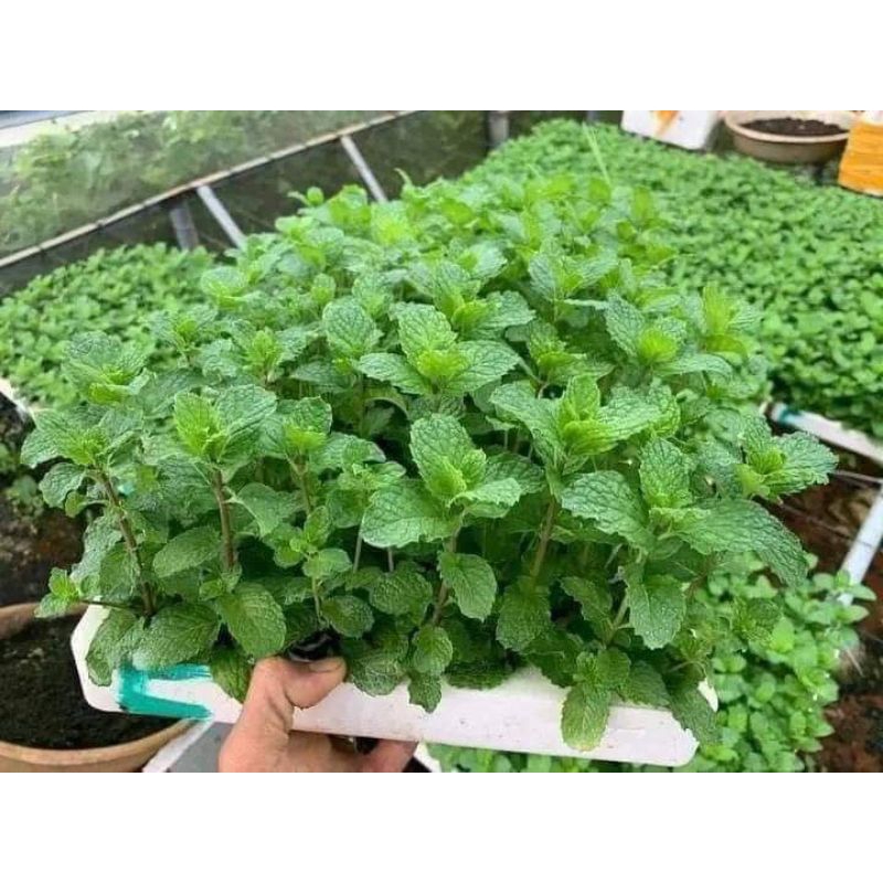 100H  hạt giống rau húng bạc hà, húng lũi chất lượng cao 💥SALE LỚN💥 chất lượng cao