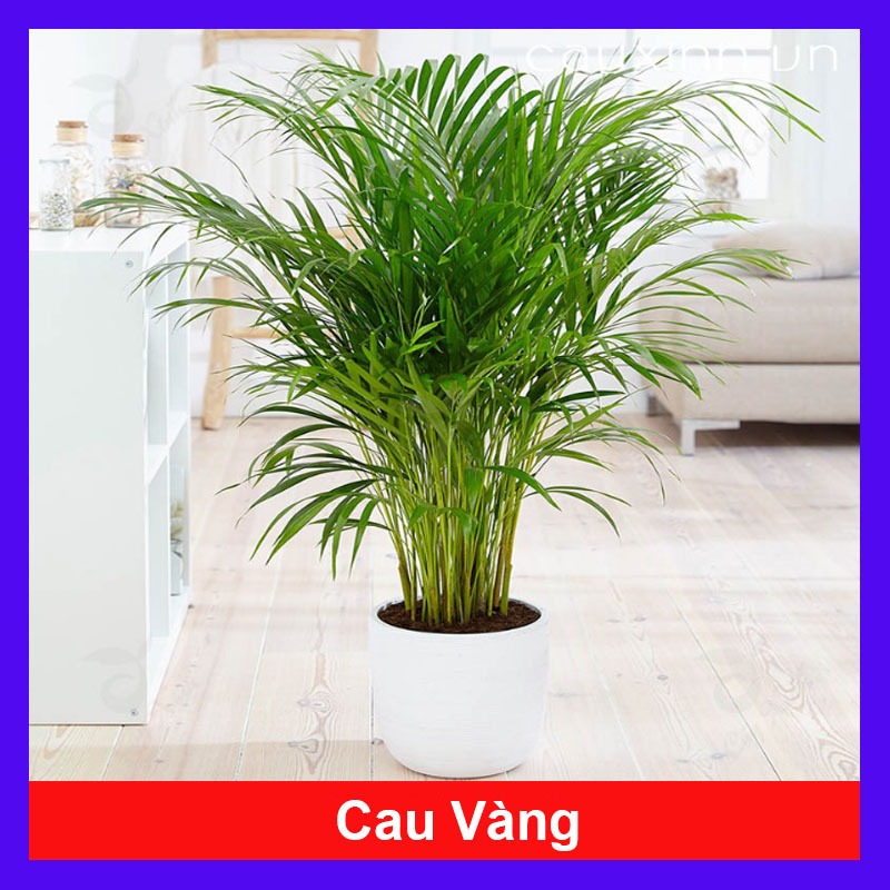 Cây Cau Vàng - cây cảnh trong nhà mang lại may mắn và tạo không gian xanh giúp thư giản